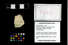 Foto (Objekt + Etikett) von Pithonoton marginatum (von Meyer, 1842)  (NHMW-GEO-2014-0194-0873)
